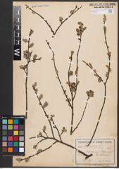 Foto von Salix aurita L.